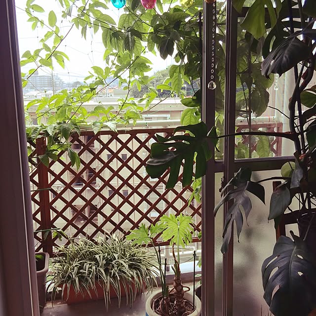 Blueskyさんの実例写真