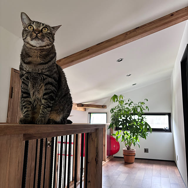 nattsumiさんの実例写真