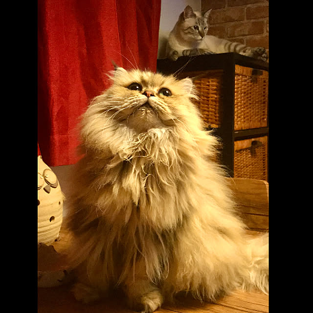butachanさんの実例写真