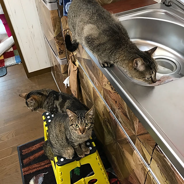 pepeさんの実例写真