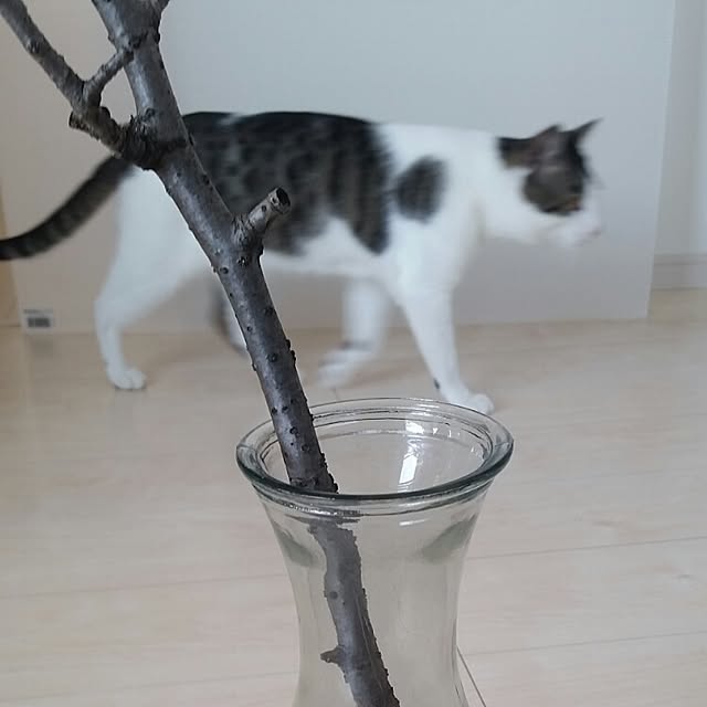 runayucoさんの実例写真