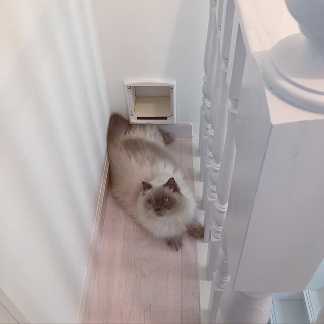 yuchiさんの実例写真