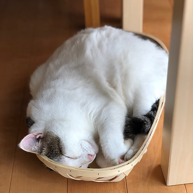 kojiさんの実例写真