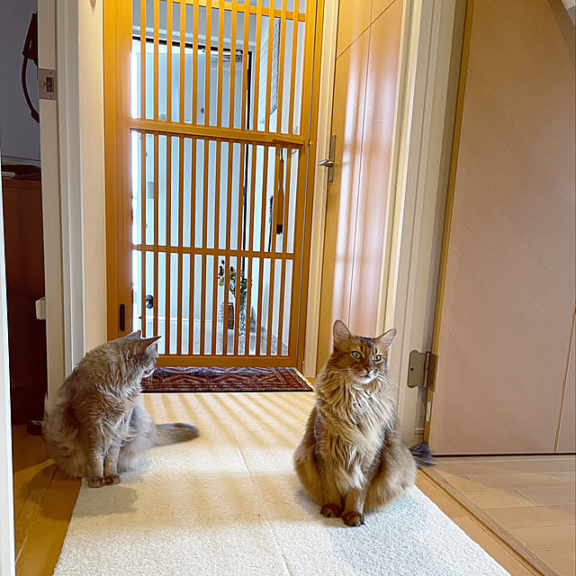 shihoさんの実例写真