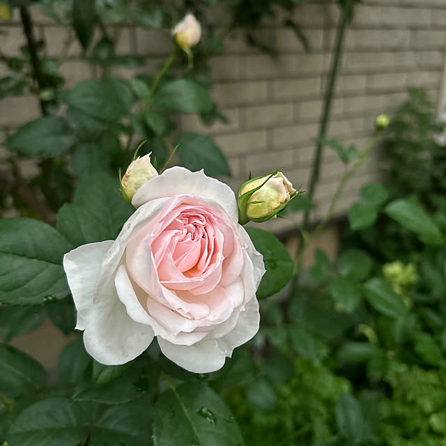 botanさんの部屋