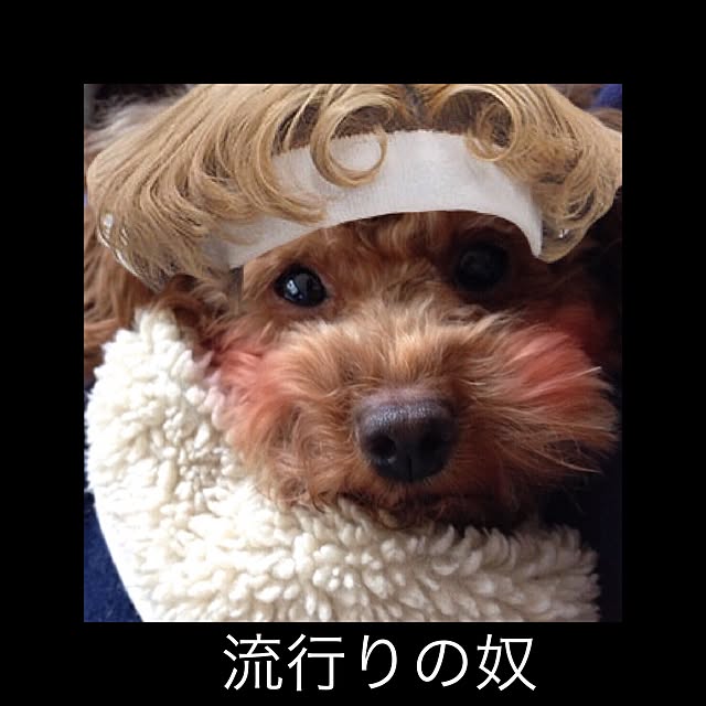 fundiveさんの実例写真