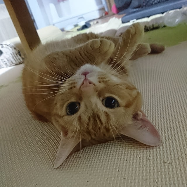 shinobuさんの実例写真