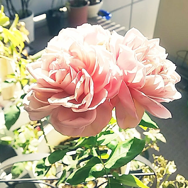 hiromimiさんの実例写真