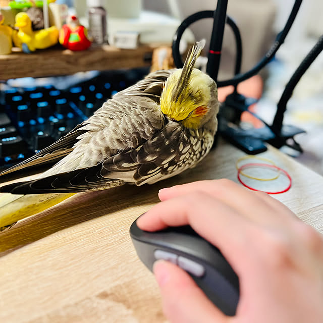 parrotさんの実例写真