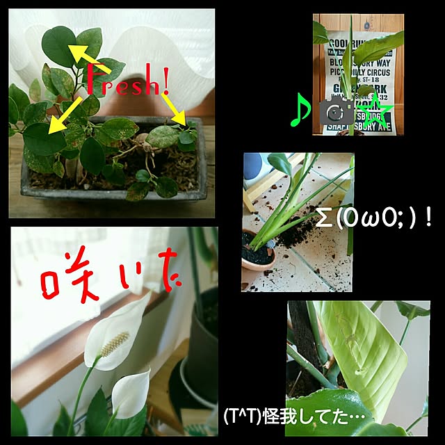 riku-papaさんの実例写真