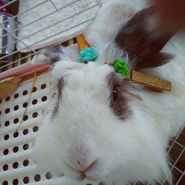 WASABIさんの実例写真