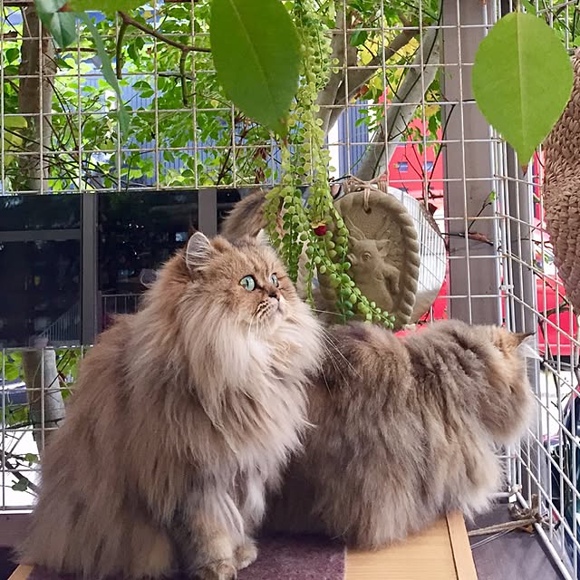 butachanさんの実例写真