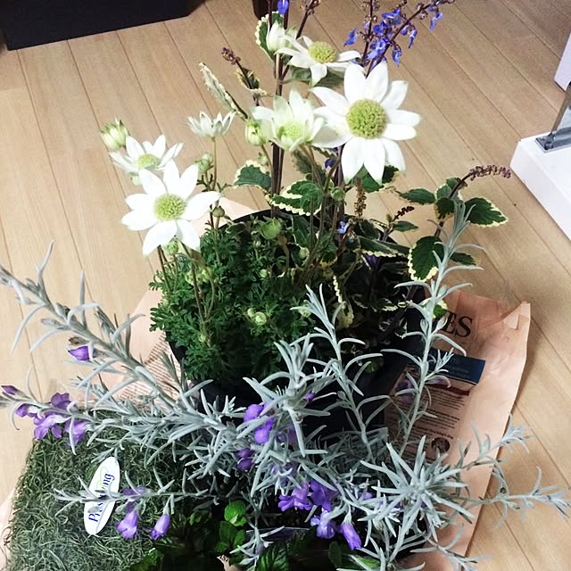 壁/天井/観葉植物/ガーデニングのインテリア実例 - 2016-09-12 00:13:50