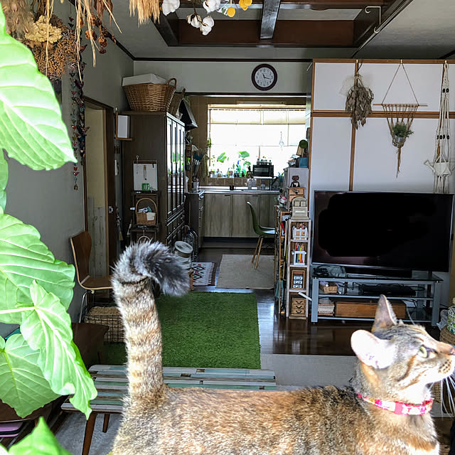 間仕切り/視界に入ってくる者/縦長の部屋/緑が好き/植物のある暮らし...などのインテリア実例 - 2021-09-24 21:31:37