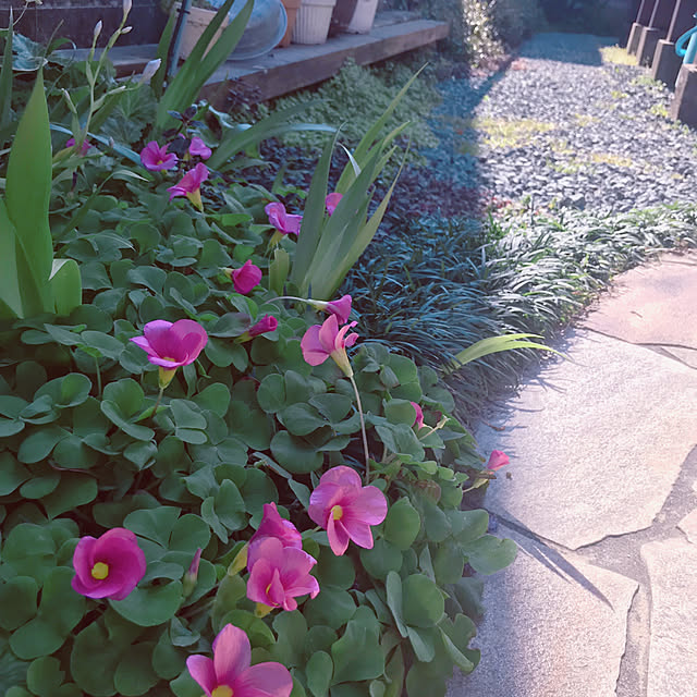 portulacaさんの実例写真