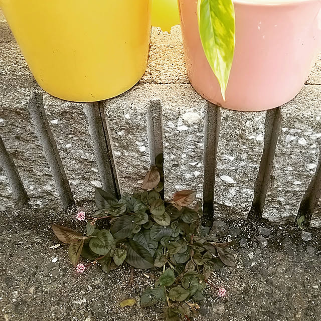 marron999さんの実例写真