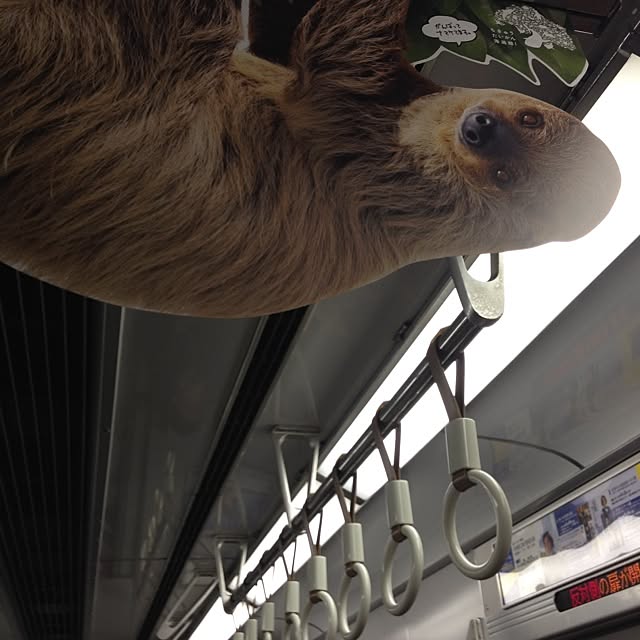 slothさんの実例写真