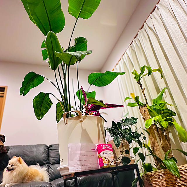 1546さんの実例写真