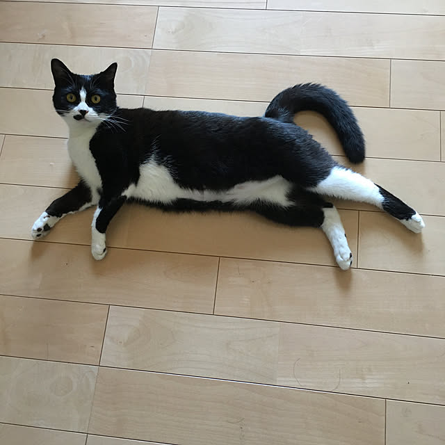 nekoさんの実例写真