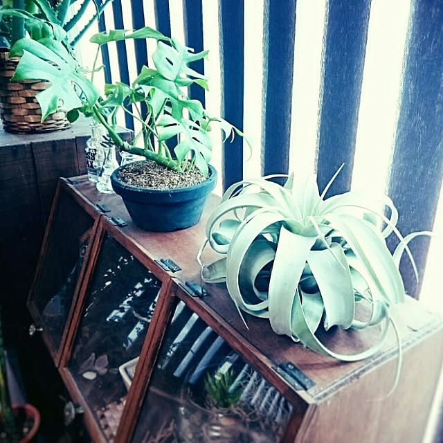 miccoさんの実例写真