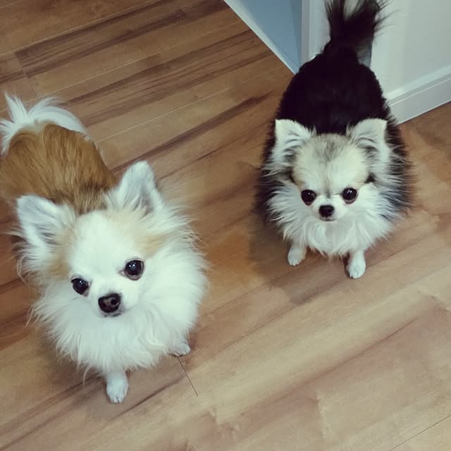 cochaさんの実例写真