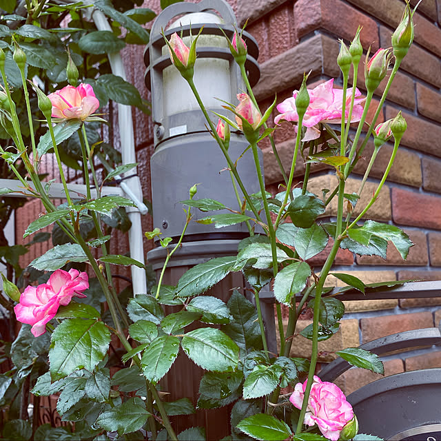 RoseLife5818さんの実例写真