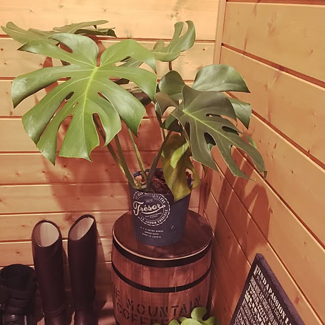 玄関/入り口/雑貨/観葉植物のインテリア実例 - 2017-01-06 12:43:08