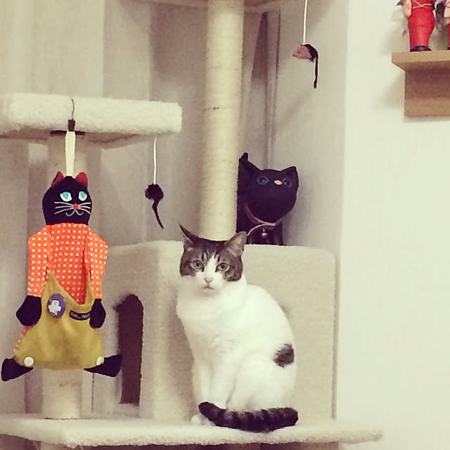 実例写真