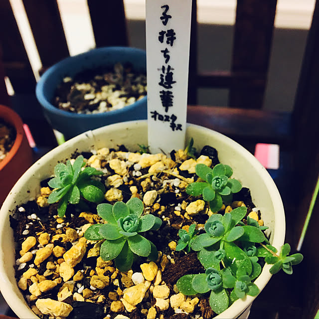 seiさんの実例写真