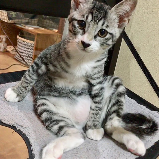 Yukinekoさんの実例写真