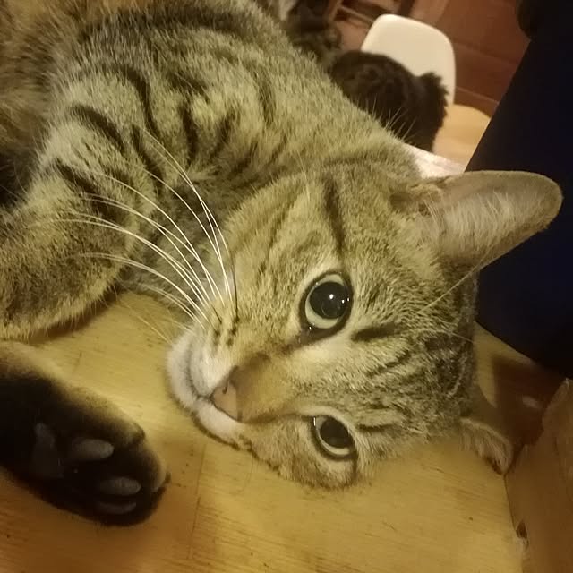 Maki-nekomamireさんの実例写真