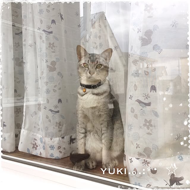 kotoriさんの実例写真