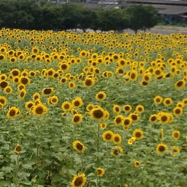 Kaoruさんの実例写真