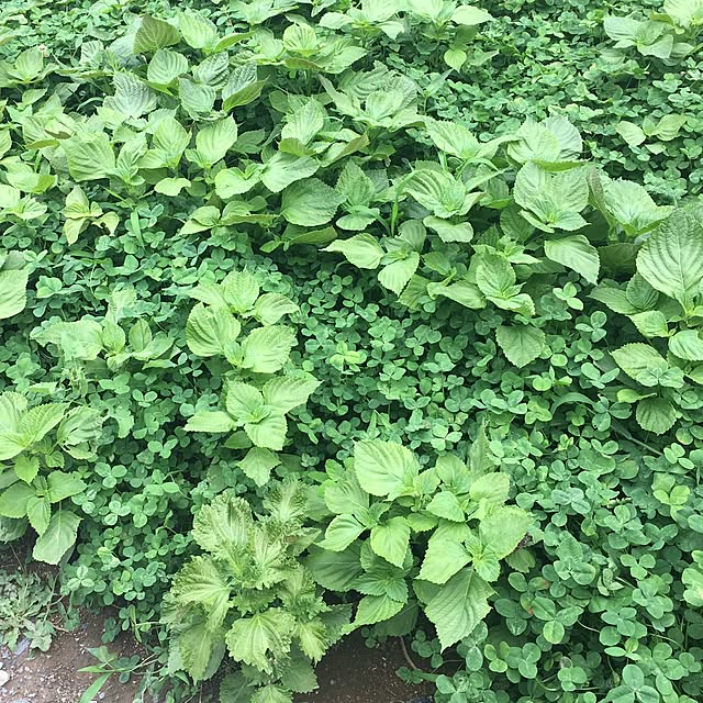 pitaさんの実例写真