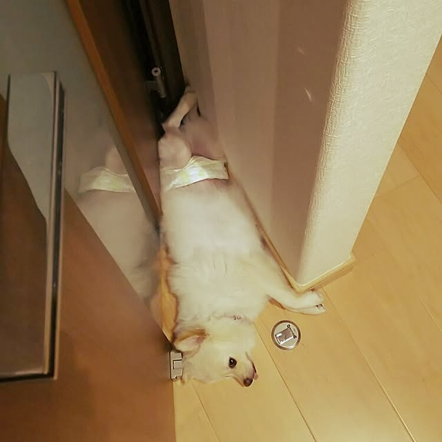 yuki15さんの実例写真