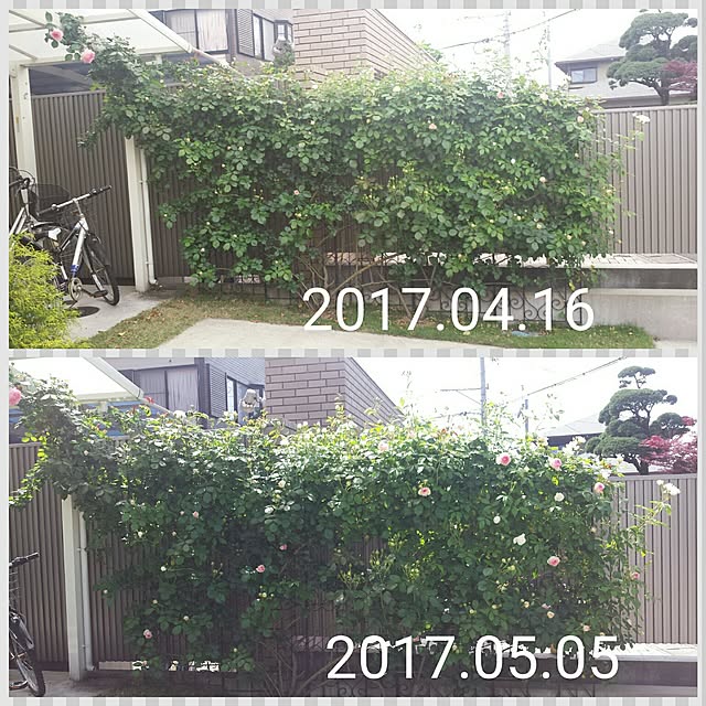 cheeさんの実例写真