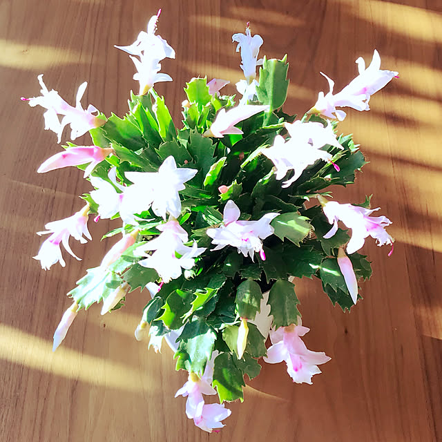 fuyiqian1026さんの実例写真
