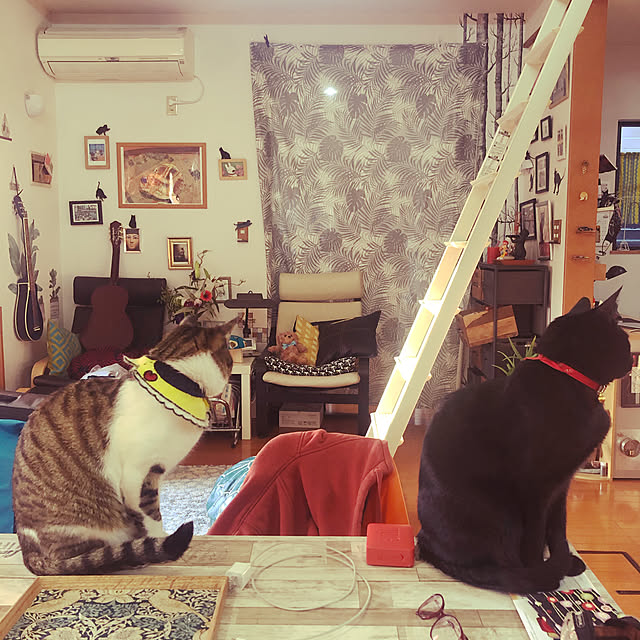 jijiさんの実例写真