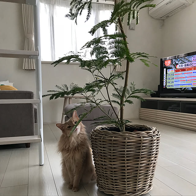 mofucatさんの実例写真