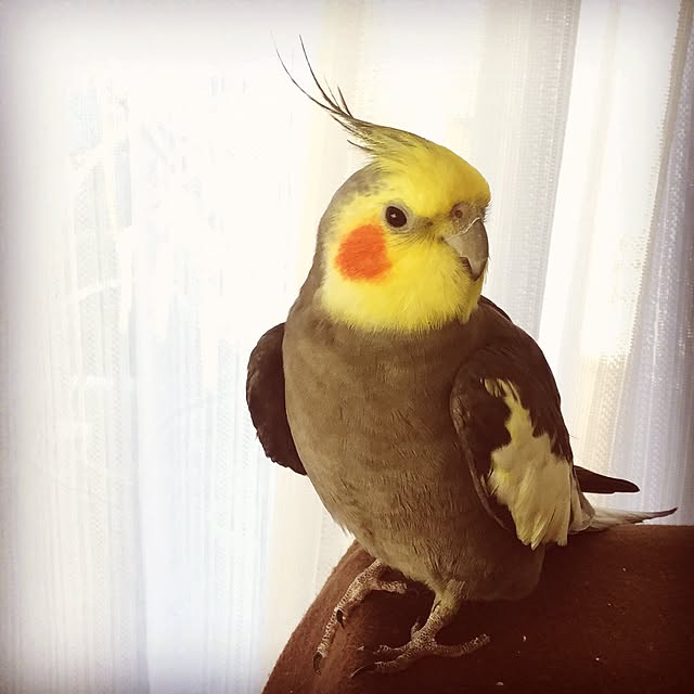 Colineさんの実例写真