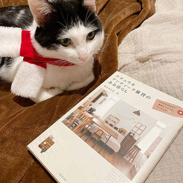 harukaさんの実例写真