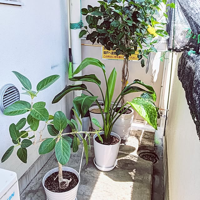 hanachanさんの実例写真