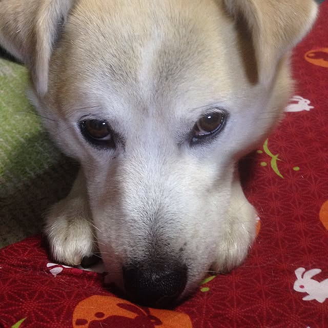 masu...さんの実例写真