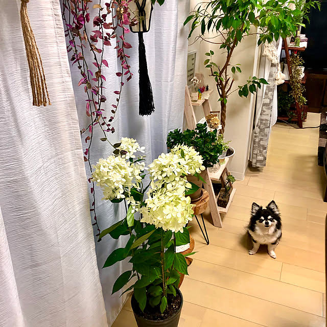 miyakoさんの実例写真
