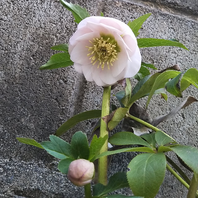 yukkoさんの実例写真