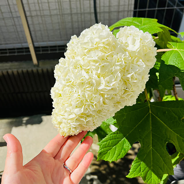 chocorikoさんの部屋
