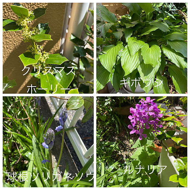 asako.10さんの実例写真