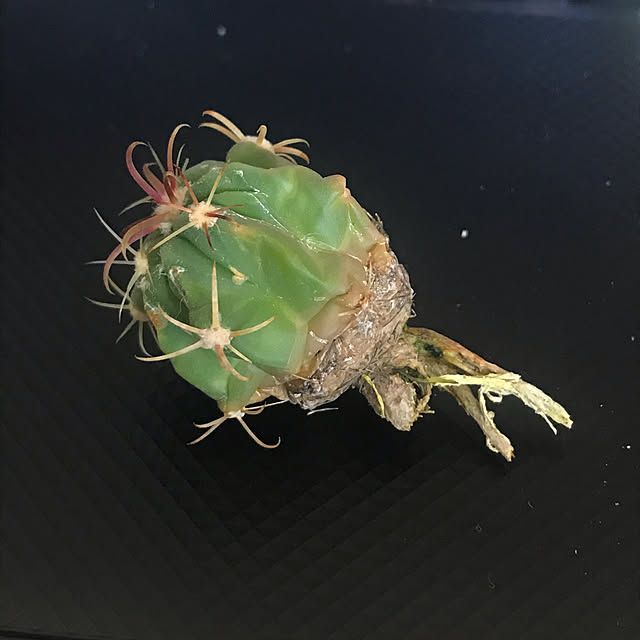 meimeiさんの実例写真