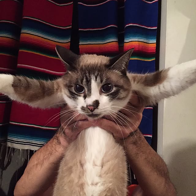 bowbowcoさんの実例写真