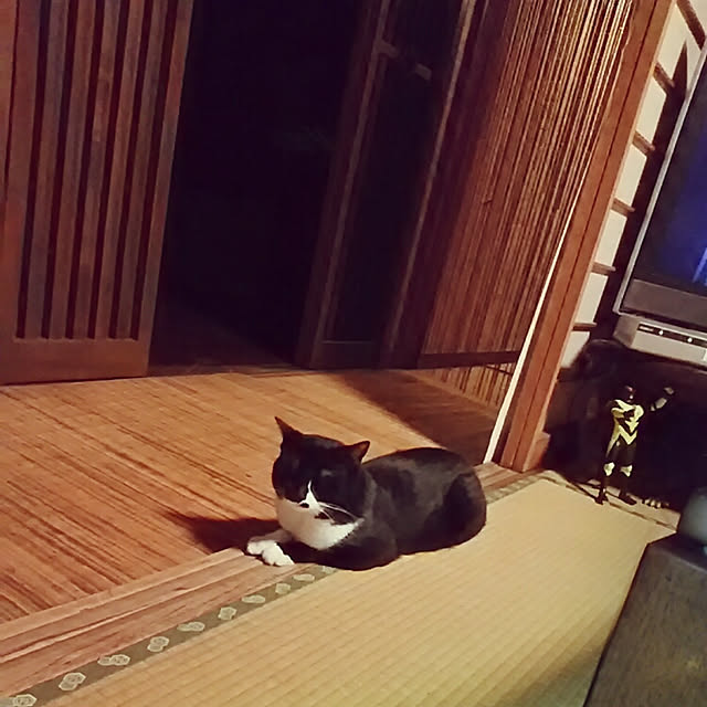 spinetailさんの実例写真